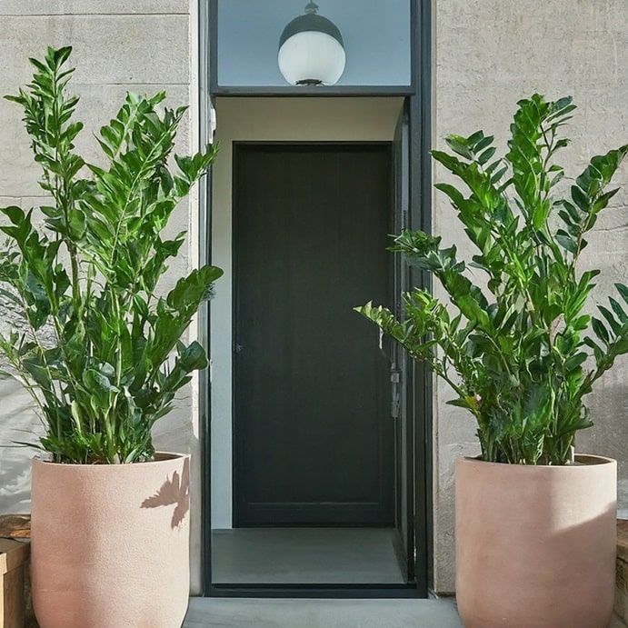 ZZ plants on both sides of exterior door