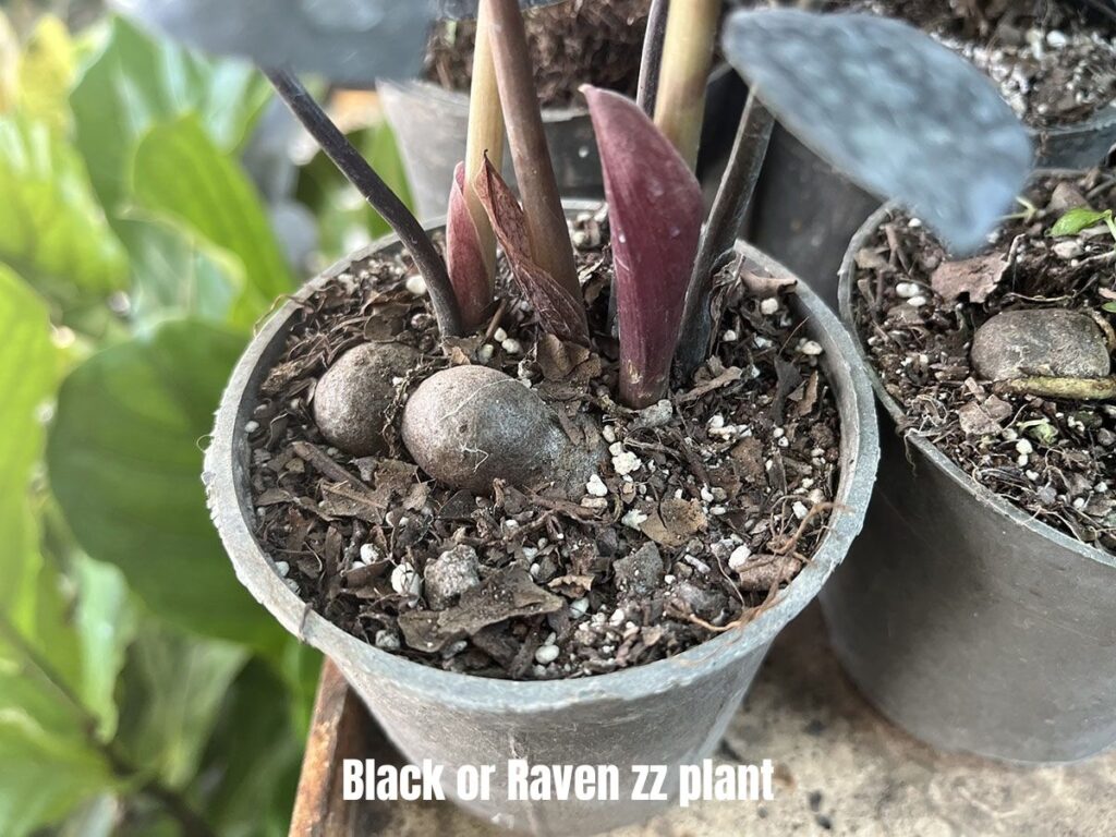 Black or Raven ZZ plant with exposed bulb