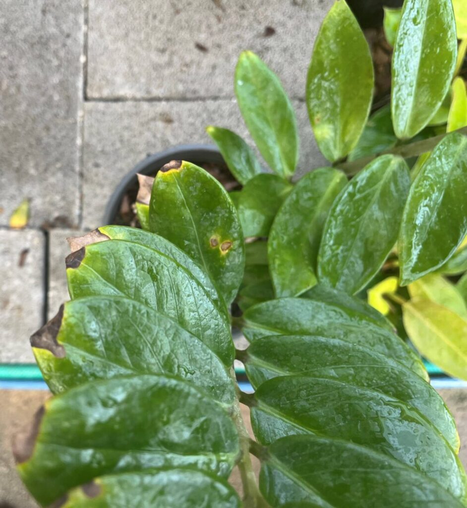 Leaf damage visible on ZZ houseplant