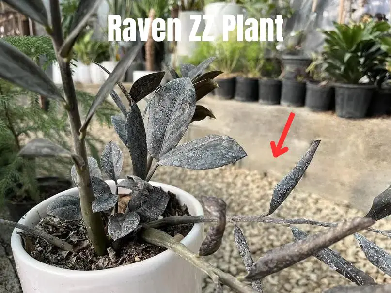 Black or Raven ZZ plant with some leaves dried due to underwatering