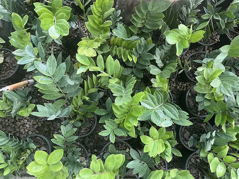 Top view of multiple healthy ZZ plants with green leaves