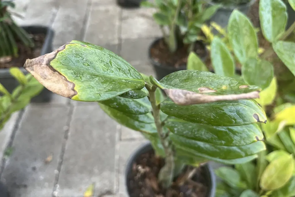 A ZZ plant with several dry leaves 