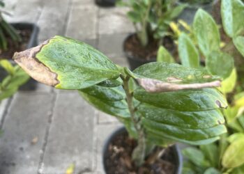 A ZZ plant with several dry leaves
