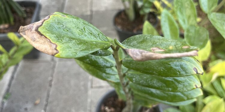 A ZZ plant with several dry leaves