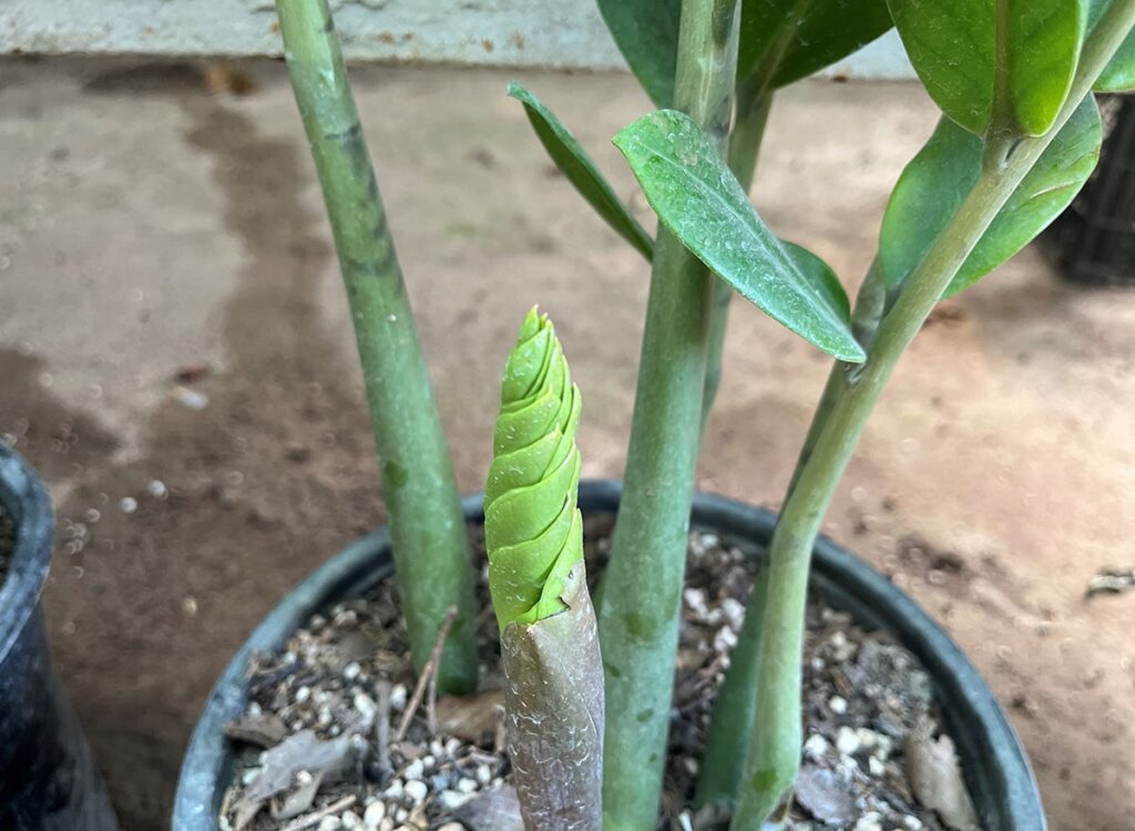 Close-up of a ZZ plant with a new green shoot emerging from the base in a potted soil