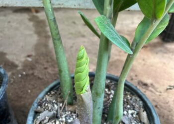 Close-up of a ZZ plant with a new green shoot emerging from the base in a potted soil