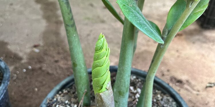 Close-up of a ZZ plant with a new green shoot emerging from the base in a potted soil