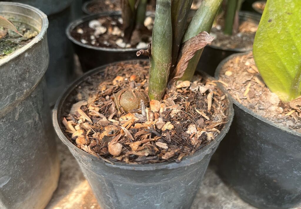 Close-up of a ZZ plant with exposed rhizome