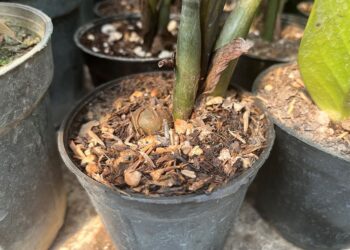 Close-up of a ZZ plant with exposed rhizome