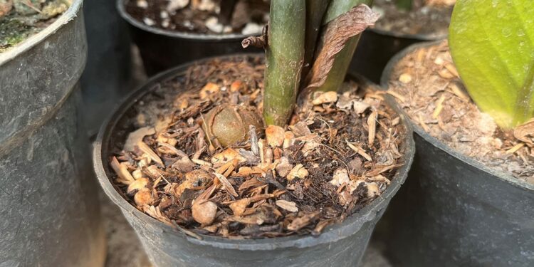 Close-up of a ZZ plant with exposed rhizome