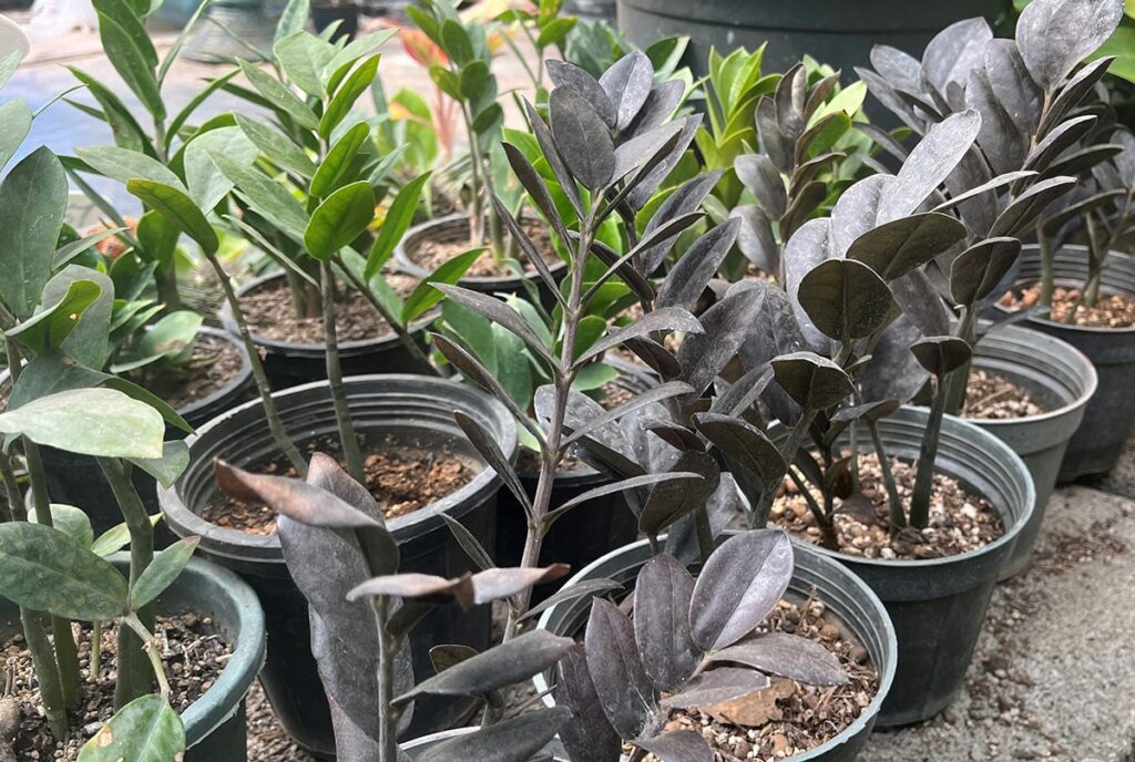 Raven ZZ plants and regular ZZ plants together outside