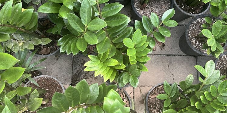Overhead perspective of ZZ plants in a garden