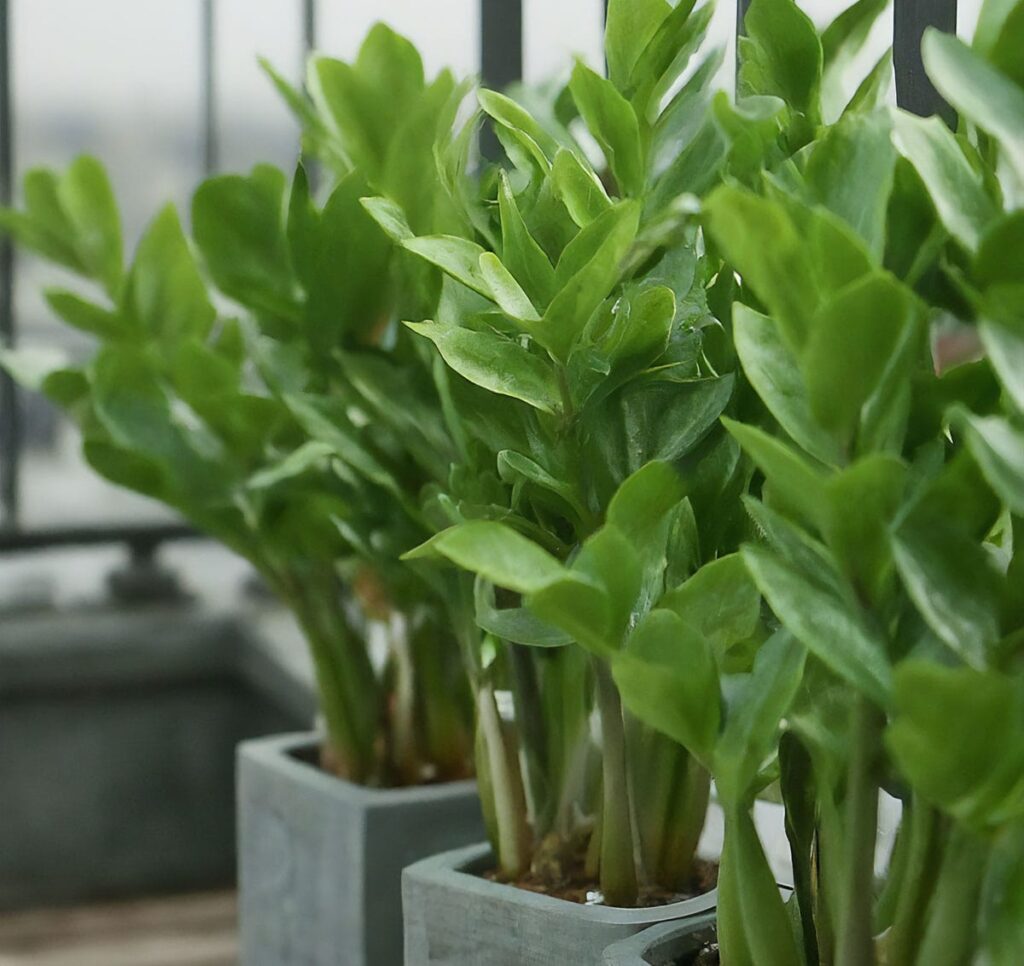 ZZ plants in gray planters arranged on a balcony