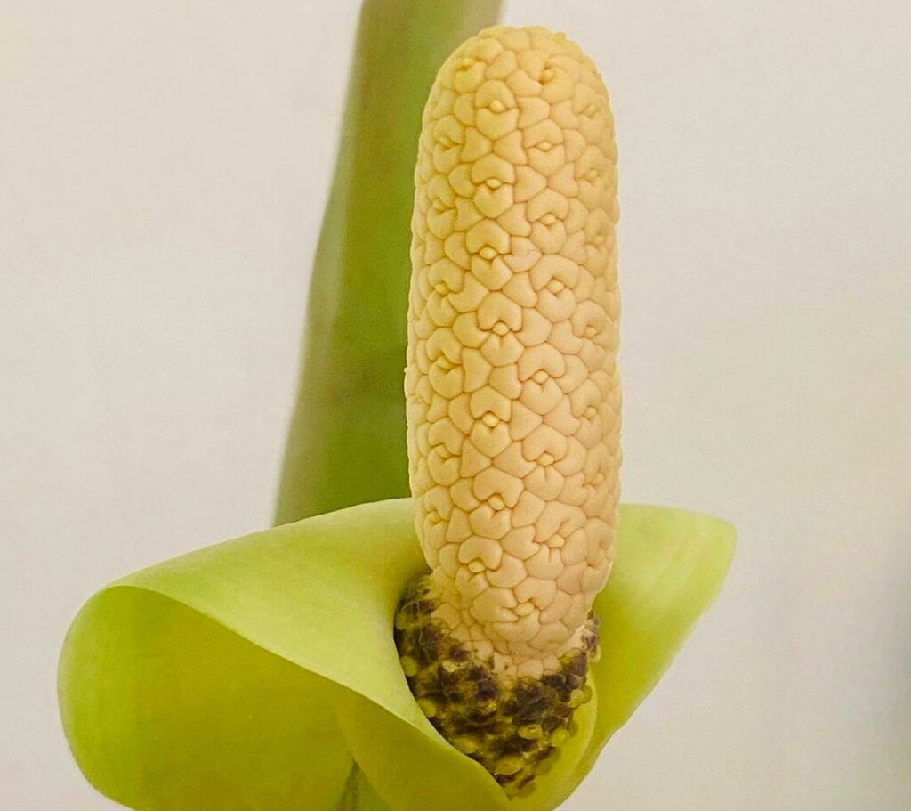 Close-up of a ZZ plant in bloom