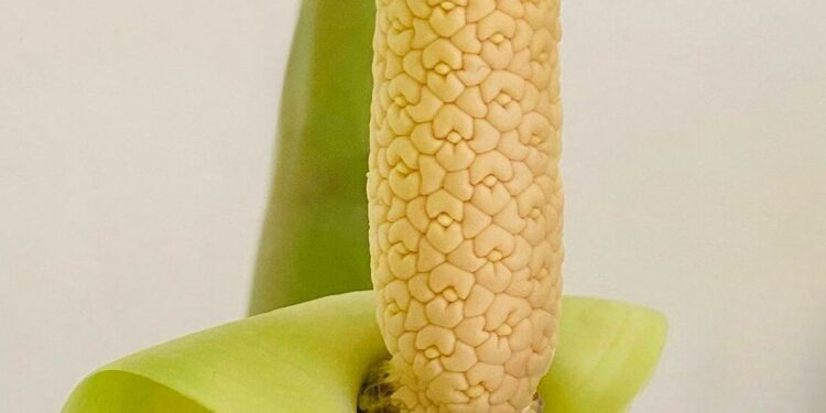 Close-up of a ZZ plant in bloom