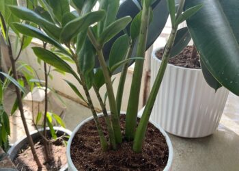 Close-up of ZZ plant in optimized soil blend