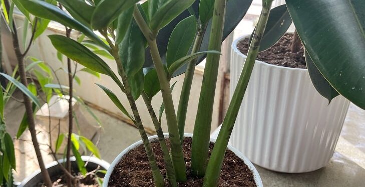 Close-up of ZZ plant in optimized soil blend