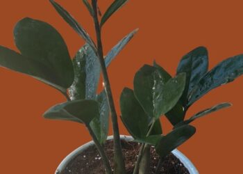 The ZZ plant that has been well taken care of