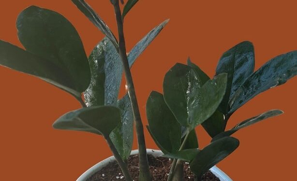 The ZZ plant that has been well taken care of