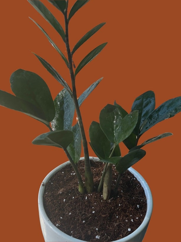 The ZZ plant that has been well taken care of