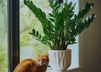 Curious cat investigates ZZ plant