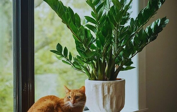 Curious cat investigates ZZ plant