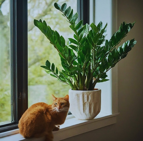 Curious cat investigates ZZ plant