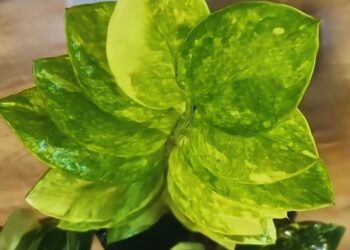 Variegated leaves of a Chameleon ZZ houseplant