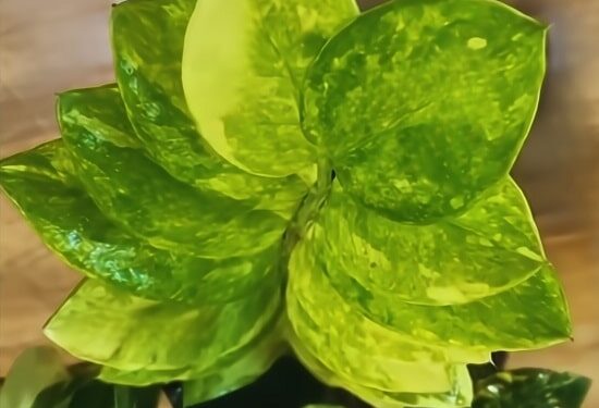 Variegated leaves of a Chameleon ZZ houseplant