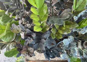 Variety of ZZ plants displaying color range