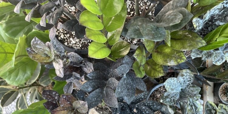 Variety of ZZ plants displaying color range