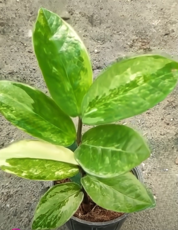 Chameleon ZZ plant with vibrant leaves in sunlight