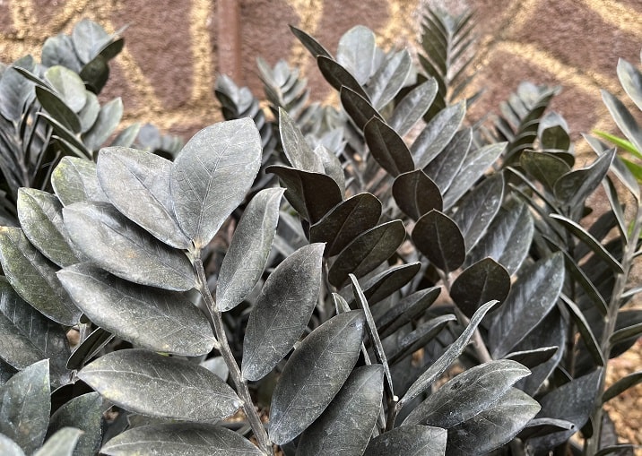 Raven ZZ plant with deep black leaves