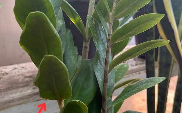 ZZ plant with curling leaf issue