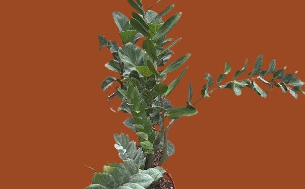 Drooping ZZ plant in pot