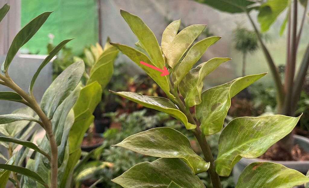 Heavily damaged ZZ plant with black spots on its leaves