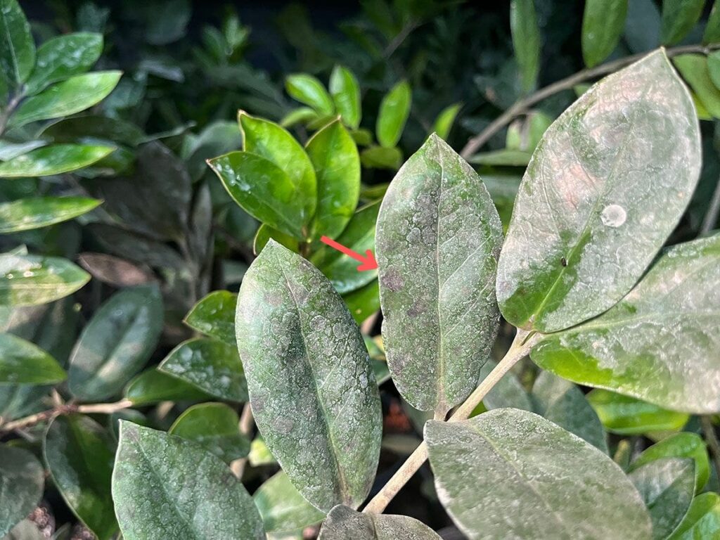 ZZ plant leaves with black spots due to fungal disease