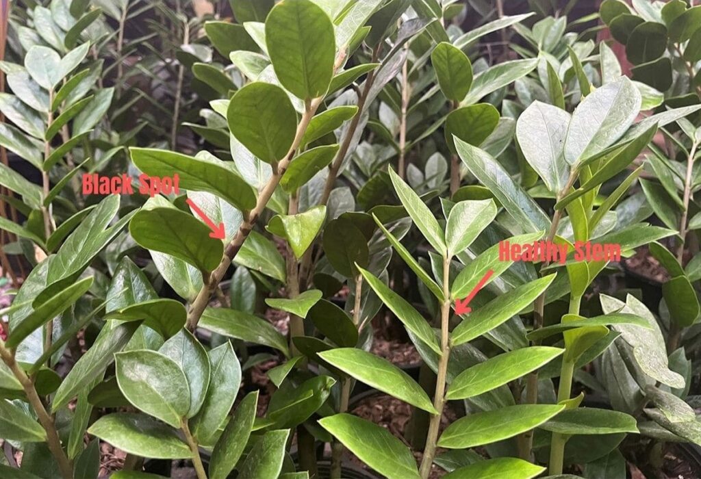 One ZZ plant stem with black spots and another stem without spots