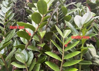 One ZZ plant stem with black spots and another stem without spots