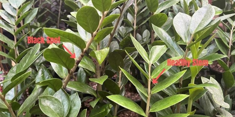 One ZZ plant stem with black spots and another stem without spots