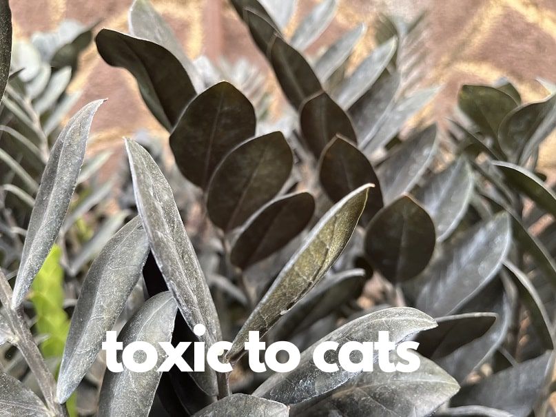 Raven ZZ plant with toxic caution note