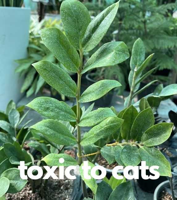 ZZ plant with label: 'Toxic to cats'