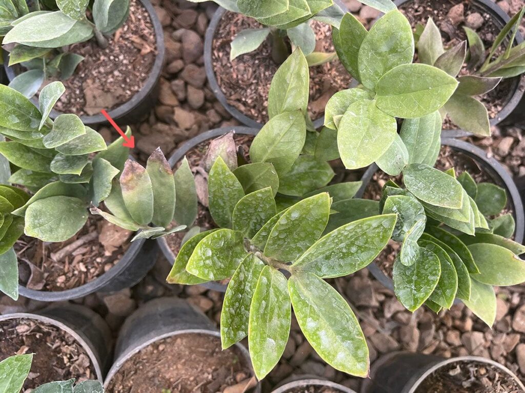 A top view of several ZZ plants, one of which has brown spots on its leaves