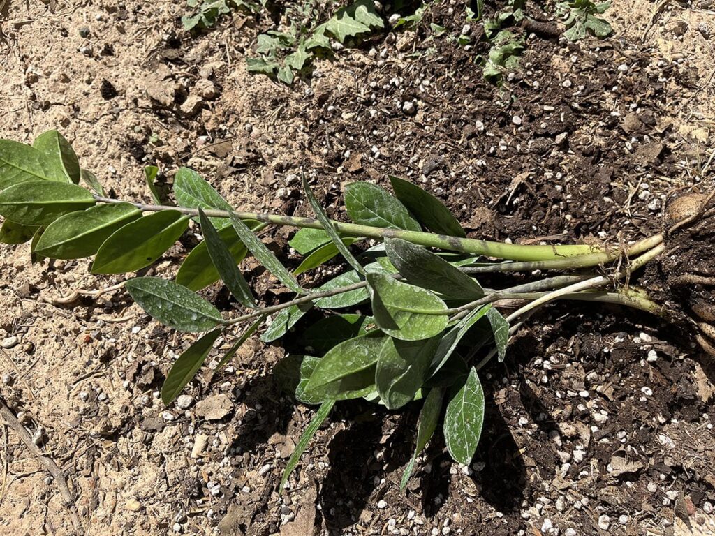 ZZ plant lying on garden soil, removed from its pot