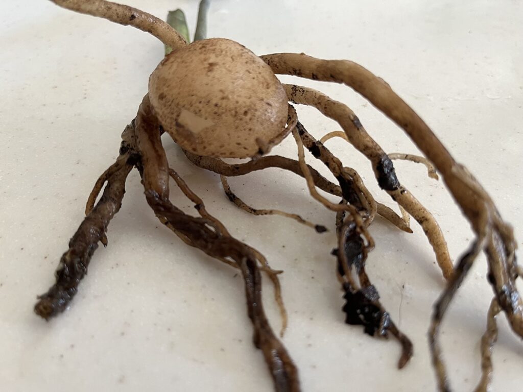 Close-up of a ZZ plant root with slight rot damage