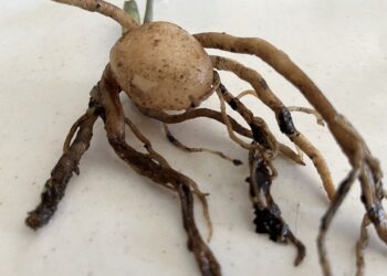 Close-up of a ZZ plant root with slight rot damage