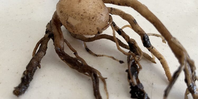 Close-up of a ZZ plant root with slight rot damage