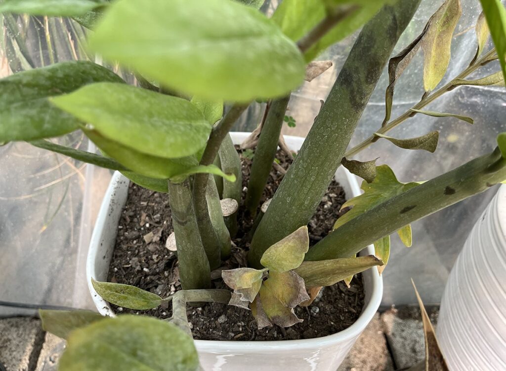 Z plant showing root rot, lower leaves turning yellow