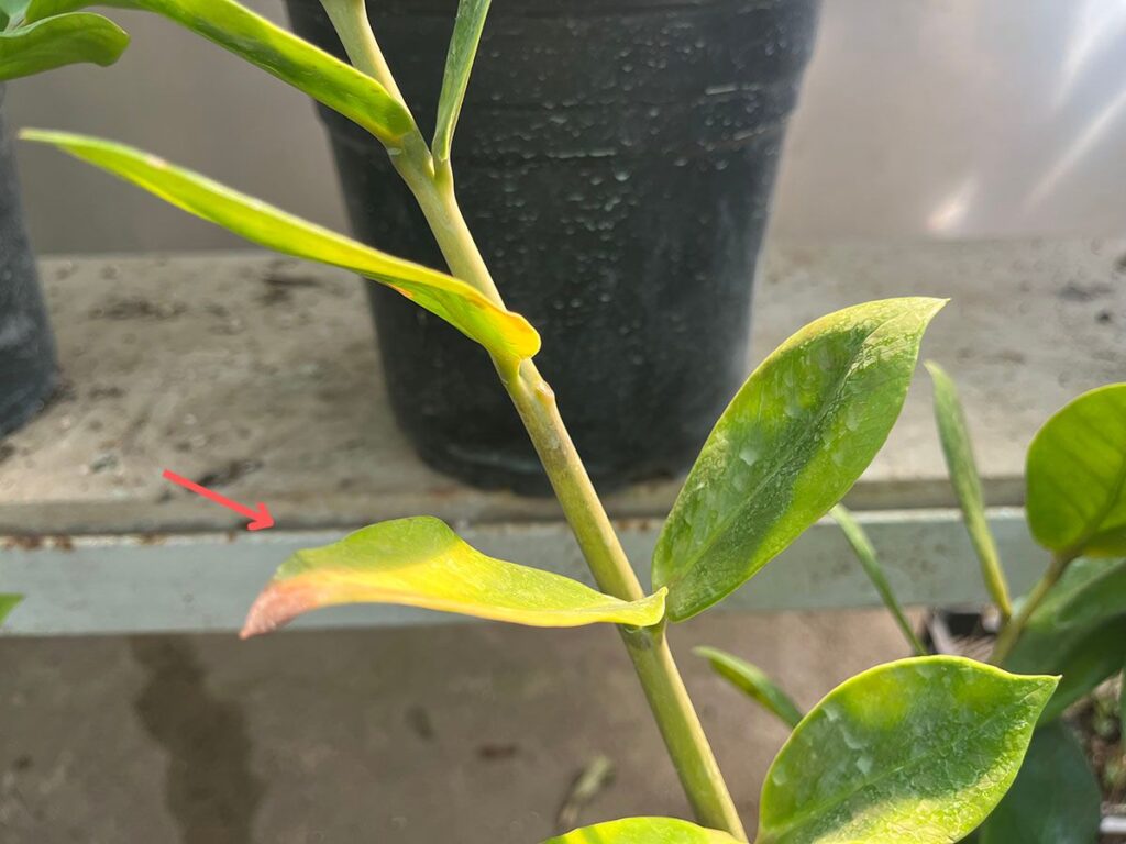 Close-up of a ZZ plant with a yellowing leaves