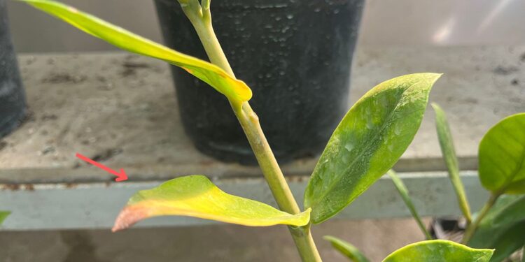 Close-up of a ZZ plant with a yellowing leaves